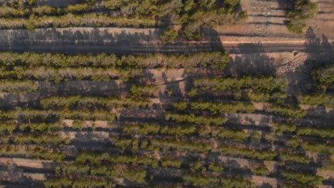 Toma-De-Arriba-Hacia-Abajo-Que-Asciende-Sobre-Campos-De-Viñedos-De-Cultivo,-Isla-De-Porto-Santo