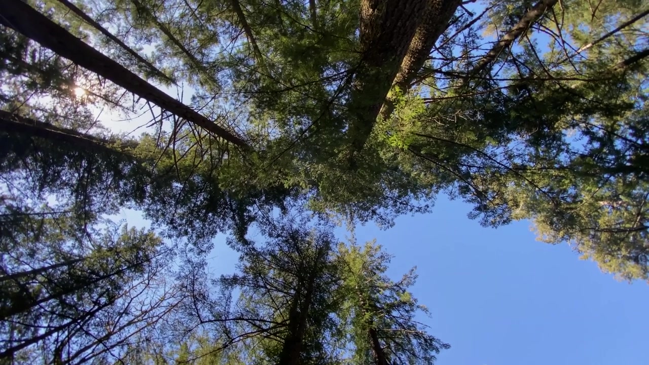 Circular pan of the pine forest trees in Washington State USA