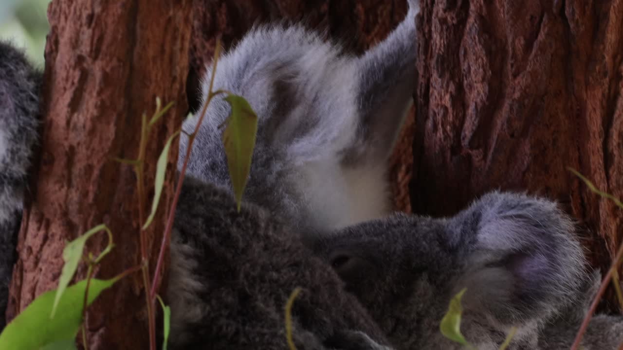 dos koalas interactuando juguetonamente en un árbol
