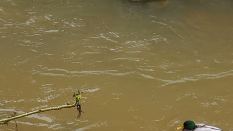 real ducks going in the stream current