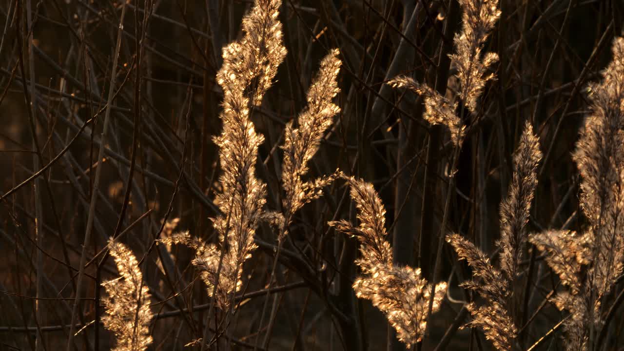 It's golden hour and sunset. The sun shines on the reeds and the plants glows. Recorded with depth of field and slow motion. Beautiful, hopeful nature.