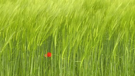 Field-of-barley-crops-on-windy-day,-zoom-out