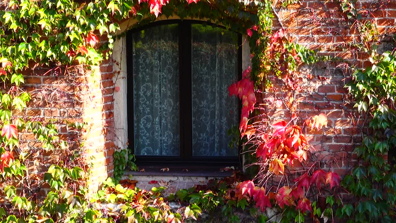 Lierre sur le mur de briques de la maison. Prise de vue en automne