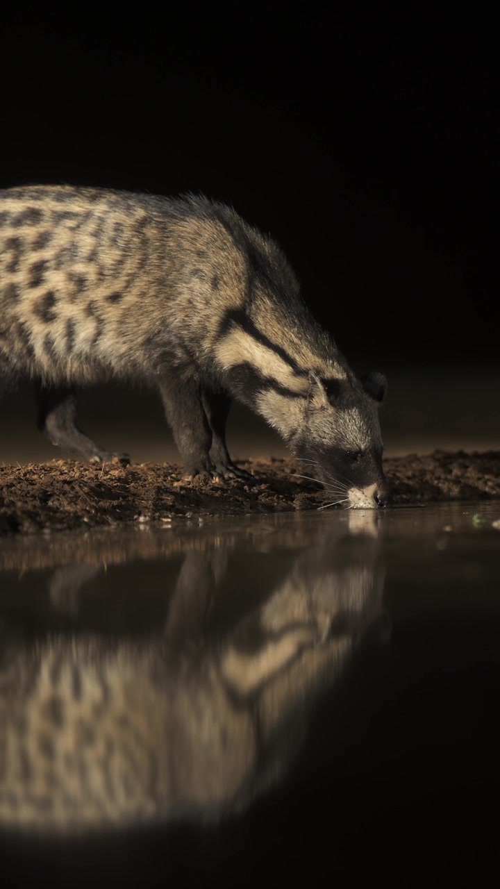 Zibetto di notte, rari animali notturni da safari in Africa in un safari naturalistico della fauna africana, zibetto che beve da una pozza d'acqua in natura nel suo habitat naturale, video verticale per i social media