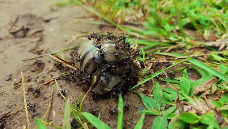 group of wild black ants eating a dead snail