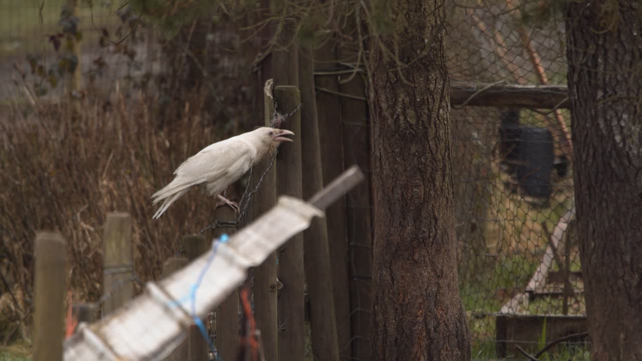 un cuervo albino de pie en un pedazo de madera en el bosque cerca de la isla de vancouver en canadá - toma media
