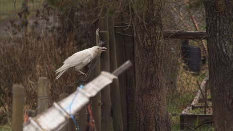 An-Albino-Raven-Standing-On-A-Piece-Of-Wood-At-The-Forest-Near-Vancouver-Island-In-Canada---Medium-Shot