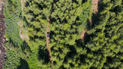 quad bikes riding on forest trail during tourist activity, aerial