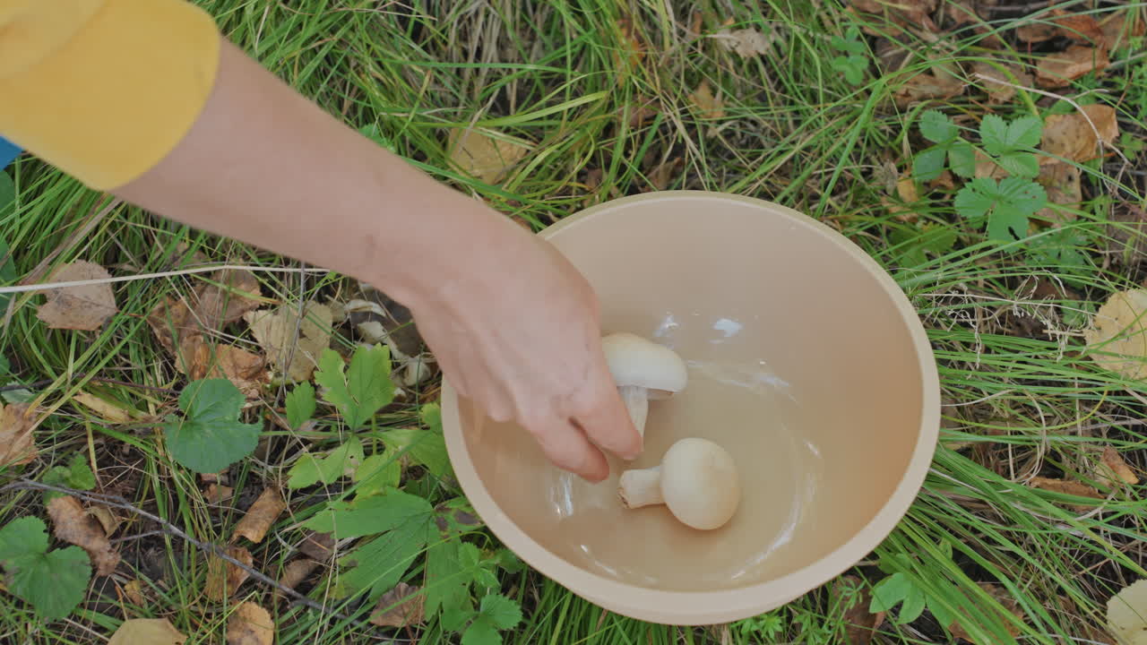 Mushroom bowl on grass with hand placing, freshly picked caps settled in water, outdoor forage scene on leafy forest floor, gentle daylight, green undergrowth, yellow sleeve visible, slow deliberate
