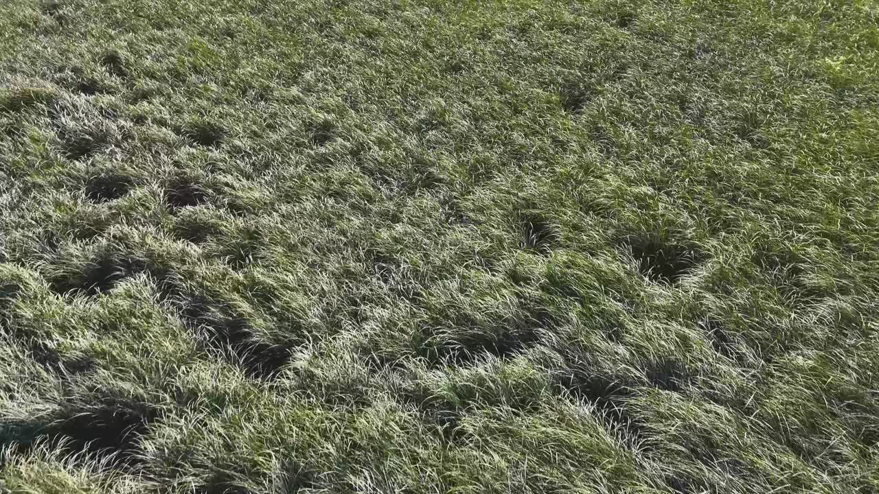 vegetación durante la marea baja en la marea baixa en un estuario en el noroeste del pacífico