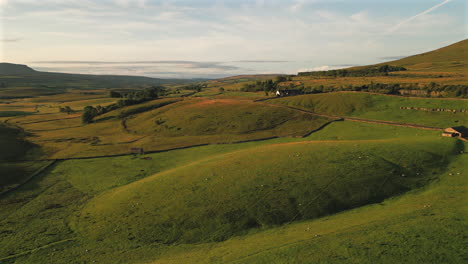 establishing drone shot over hills and fields of sheep in yorkshire dales