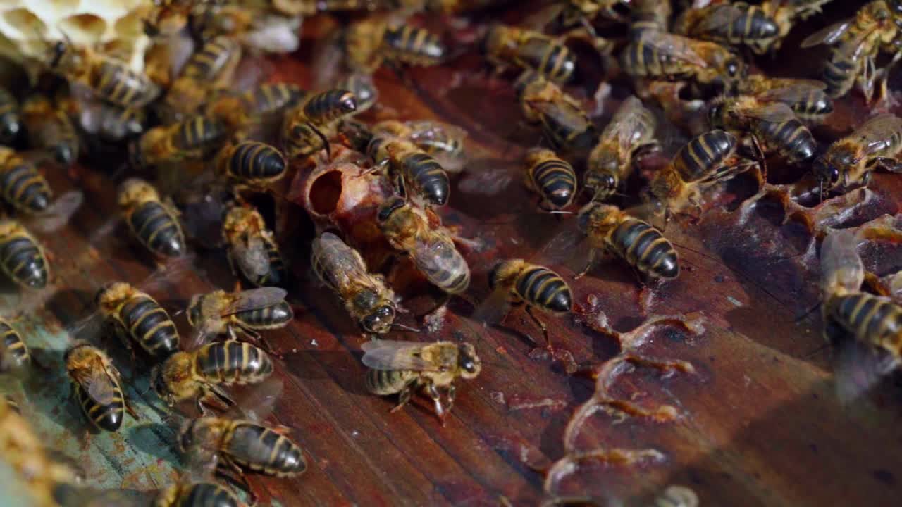 Hive of bees buzzing in a honeycomb