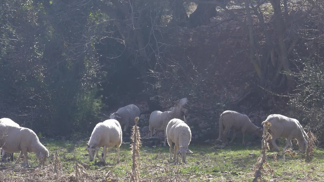 Group of sheep grazing peacefully in a field near trees