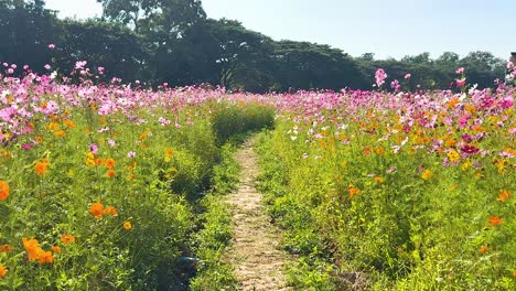 vibrant cosmos flowers in a scenic garden