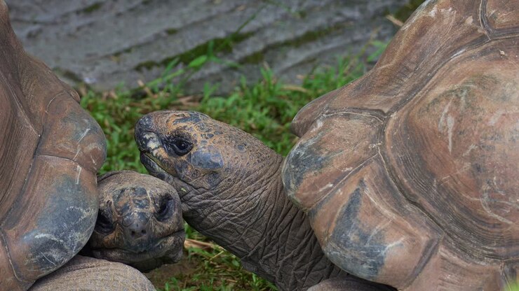 Two Aldabra tortoises (Aldabrachelys gigantea), close up shot