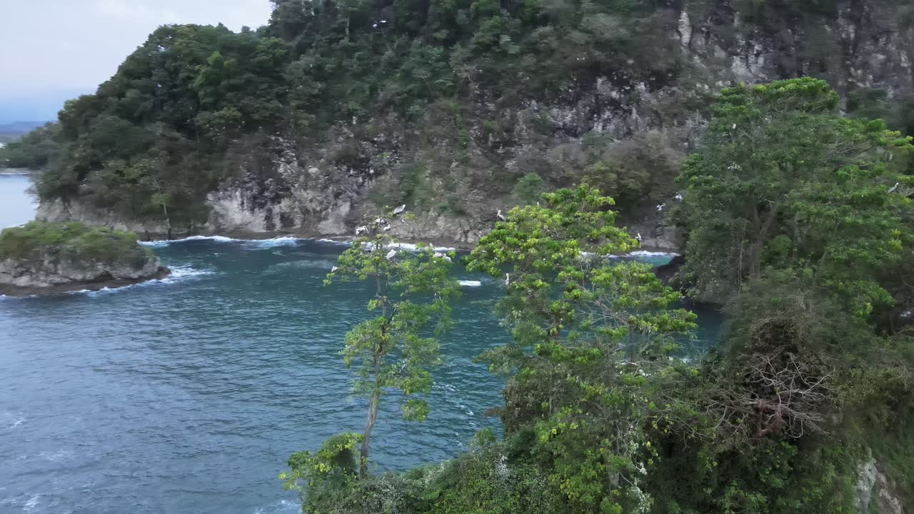 Aerial HDR footage of a pelicans nest in a tree at the south pacific coast