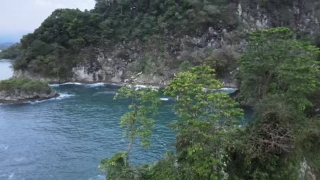 Aerial-HDR-footage-of-a-pelicans-nest-in-a-tree-at-the-south-pacific-coast