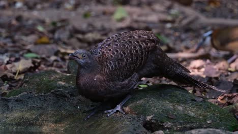 Bebiendo-Agua-En-Lo-Profundo-Del-Bosque-Mientras-Otro-Pájaro-En-El-Fondo-Busca-Alimento,-Poliplectron-Bicalcaratum-Gris-Pavo-Real-faisán,-Tailandia