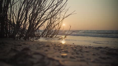 branches and driftwood rest in the water on a beach as the sun sets
