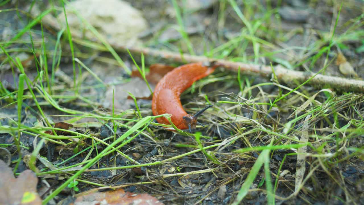 4k кинематографическая макросъемка слизня, движущегося по направлению к камере
