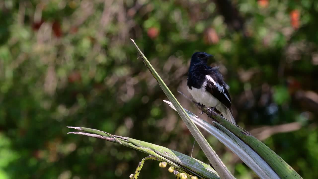 The Oriental magpie-robin is a very common passerine bird in Thailand in which it can be seen anywhere