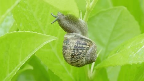 Macro shot of garden snail climbing and eating green leaf