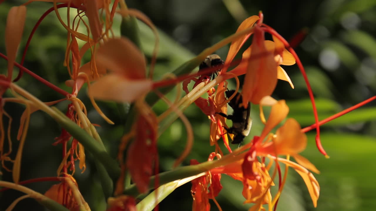 Orange Ginger Flowers with Bees