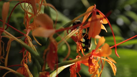 orange ginger flowers with bees