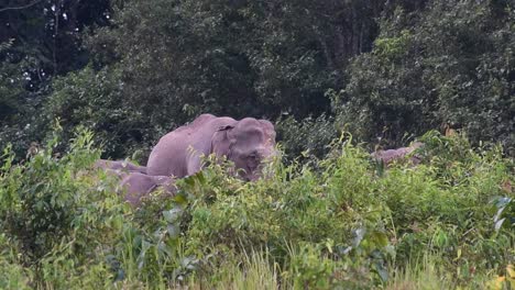 an adult resting while standing towering out of the tall grass and plants during a windy afternoon