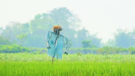 Pájaro-Asustado-O-Espantapájaros-En-Medio-De-Un-Campo-De-Arroz-Verde-En-Bangladesh