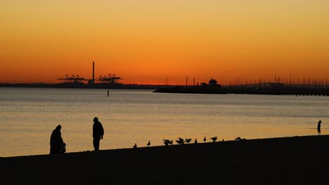 two people and birds at sunset beach