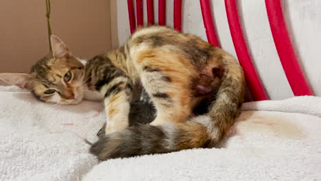 Cat-in-labor-indoors-on-towel