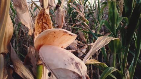 Primer-Plano-De-Un-Maíz-Seco-Colgando-De-La-Planta-En-Un-Cultivo-De-Maíz-Seco