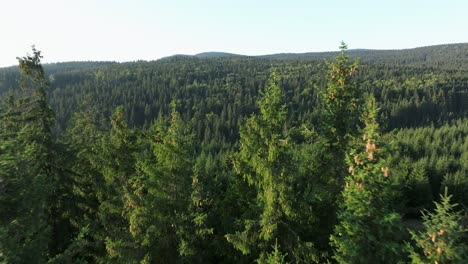 vista aérea de un bosque verde y exuberante