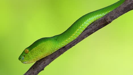 La-Víbora-De-Labios-Blancos-Es-Una-Víbora-Venenosa-Endémica-Del-Sudeste-Asiático-Y-A-Menudo-Se-Encuentra-Durante-La-Noche-Esperando-En-Una-Rama-O-Rama-De-Un-árbol-Cerca-De-Un-Cuerpo-De-Agua-Con-Muchos-Alimentos