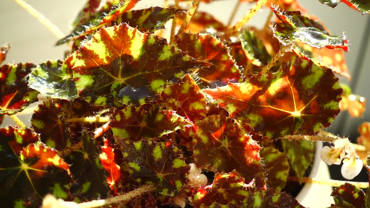 Vanding af en blomst med en spray. Slowmotion