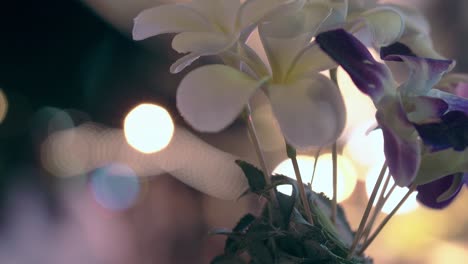 orchids against blurry street market with people and lights