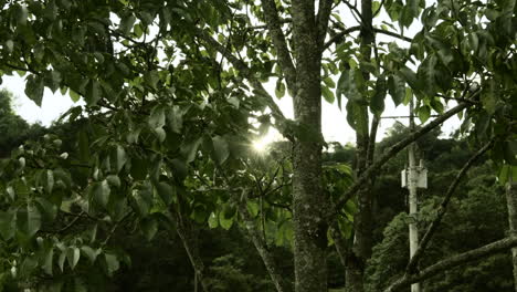 sunbeam ray lights through tree leaves