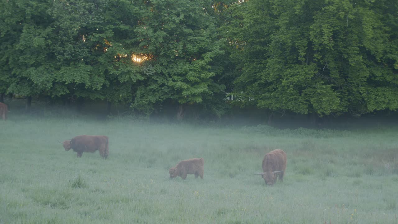 высокогорный скот пасется в раннем утреннем тумане