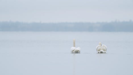 Wild-mute-swan-eating-grass-underwater-closeup-in-overcast-day