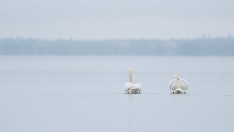 cisne mudo salvaje comiendo hierba primer plano submarino en día nublado