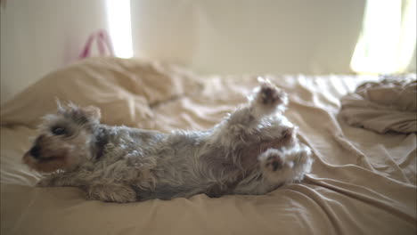 nice grey schnauzer dog stretching and standing up on a messy bed and shaking