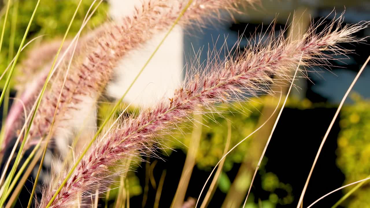 primer plano de la hierba balanceándose en el viento