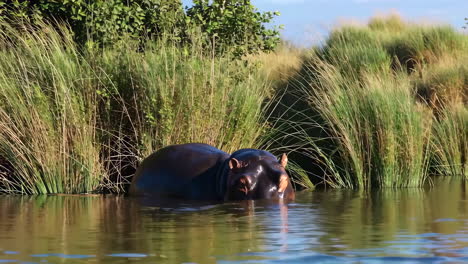 hippos in a river