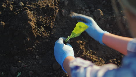 una mujer planta un trabajo de plántulas de repollo en el concepto de granja video 4k