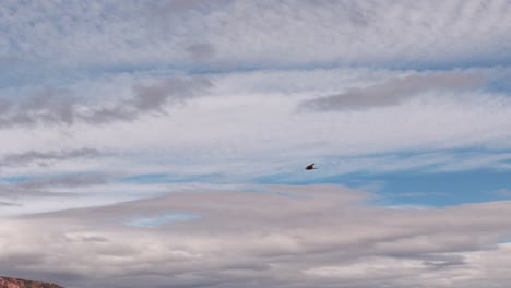 Un-Pájaro-Flotando-Sobre-Las-Rocas-Rojas-En-El-Valle-Calchaquí-En-Salta-Argentina,-Imágenes-Capturadas-Por-Un-Dron