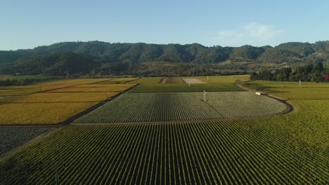 Luftabsenkung-Auf-Endlosen-Weinbergen-Im-Napa-Valley