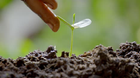 watering a green plant caring for environment