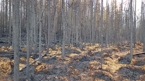 paisaje desolado tomado por el fuego, empujar en