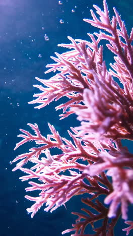 coral rosado bajo el agua